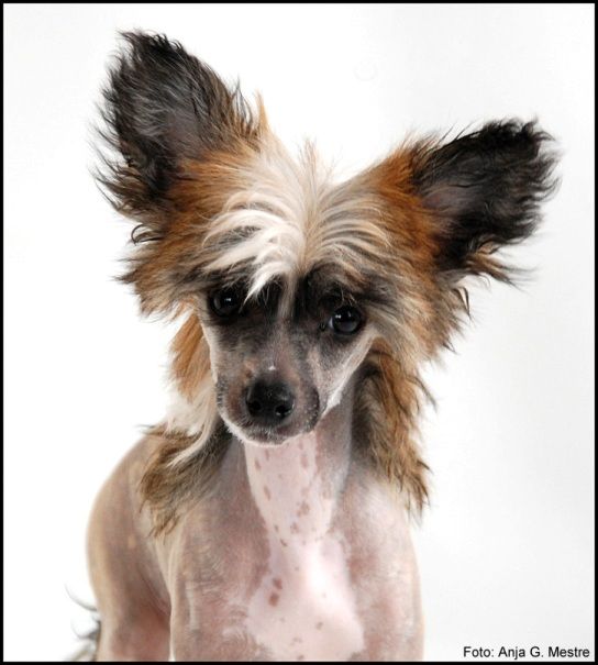 Shandor's Intelligent Izzy