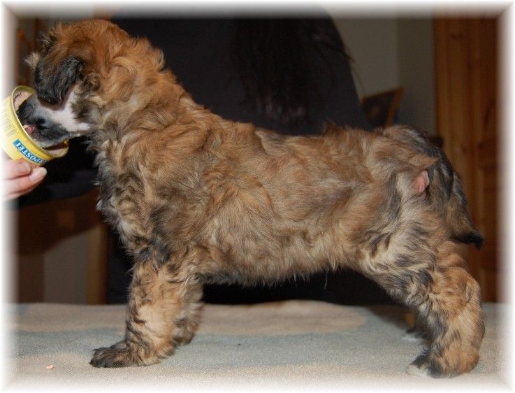 Shandor's Irresistible Indy