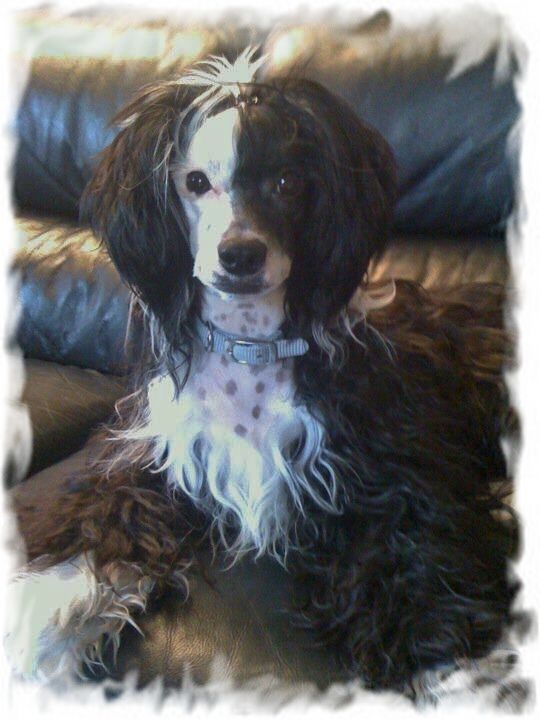 Shandor's Imagine Ibelix