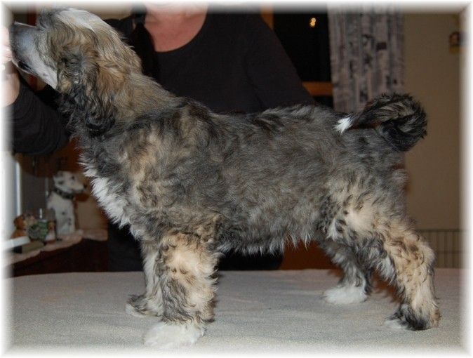 Shandor's Infernal Indigo