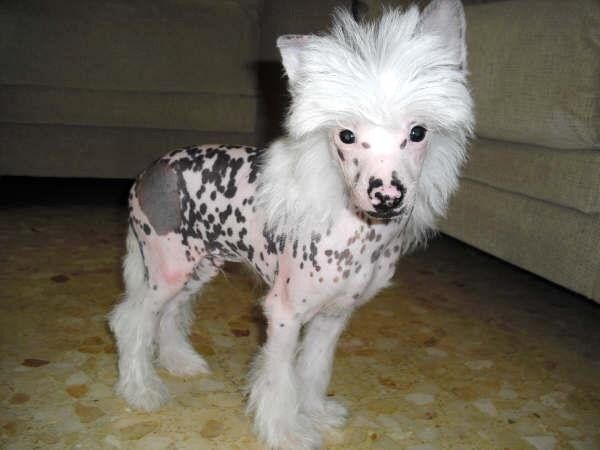 Heimdall de l'Avenc dels Obits