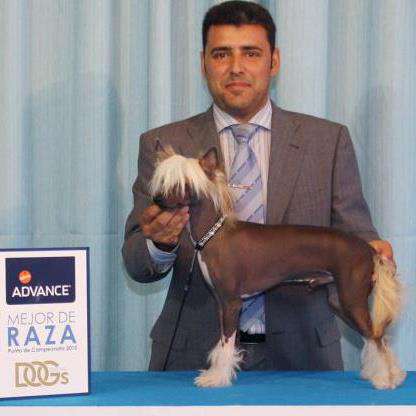 Guardian Of The Star De Almamasan