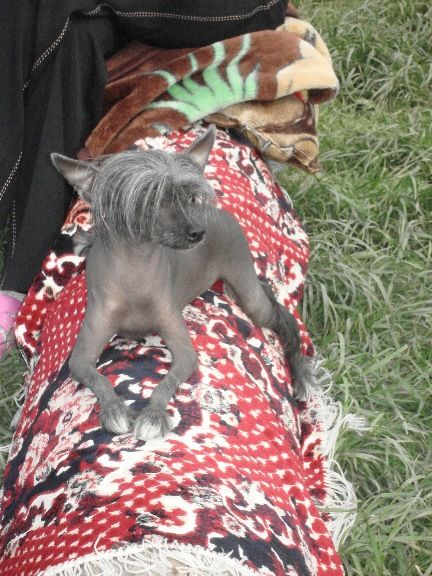 Elfgrace Viva La Rossa