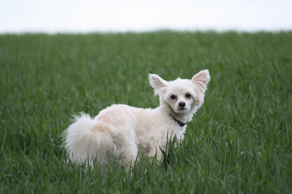 Nomilas Kream Stream