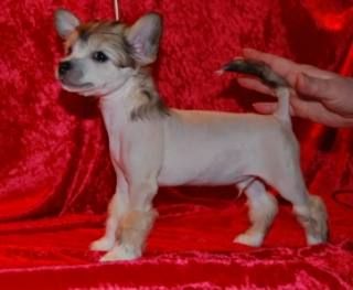 Nomilas Katch The Nightrider 