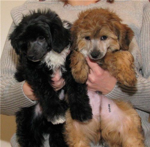 Opus Palmare Towny Blaire