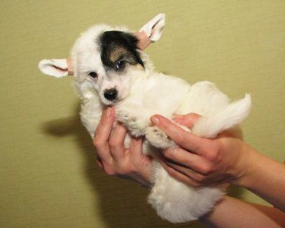 Opus Palmare Terry-White Boss