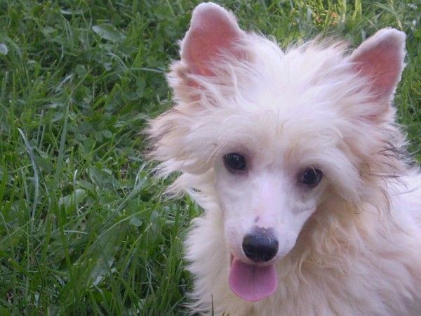 Shaggy Luck Gavany's Bohemia