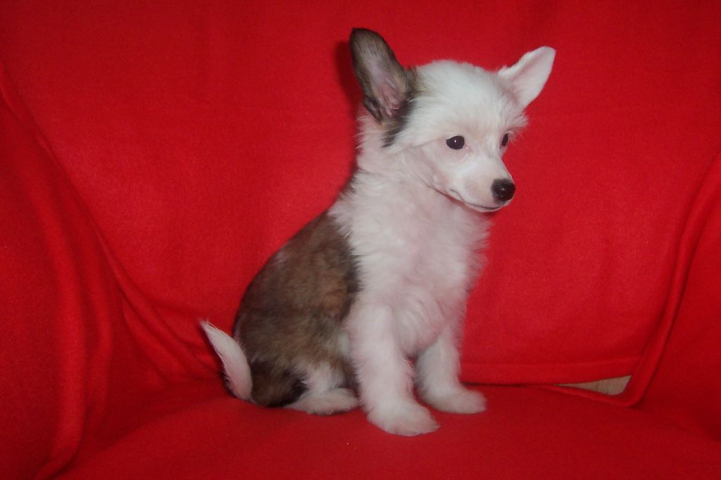 Sunshine Gavany's Bohemia