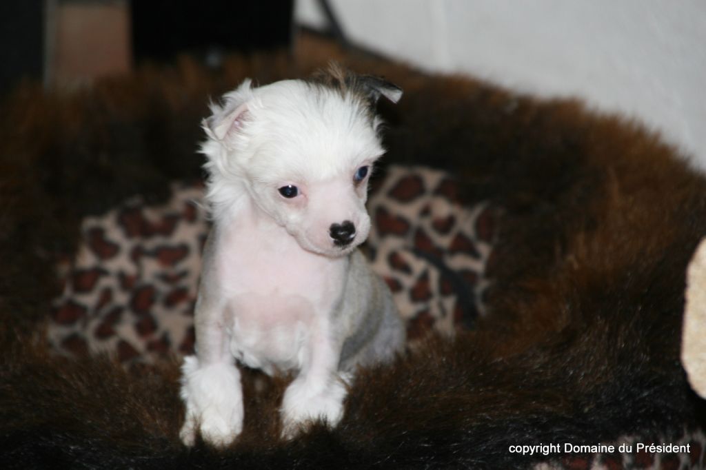 Elfe du Lac du Domaine du Président