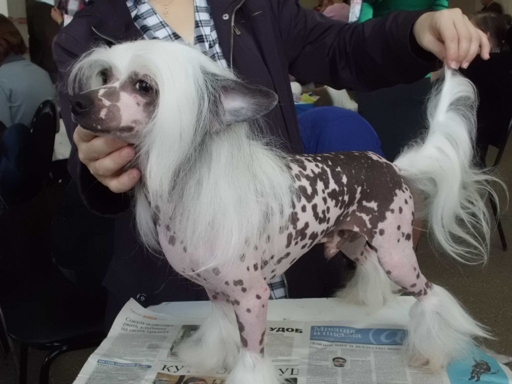 Shelcovij Shlejf Hiron