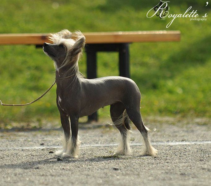 Bozo Gang's Me And My Pyjamas