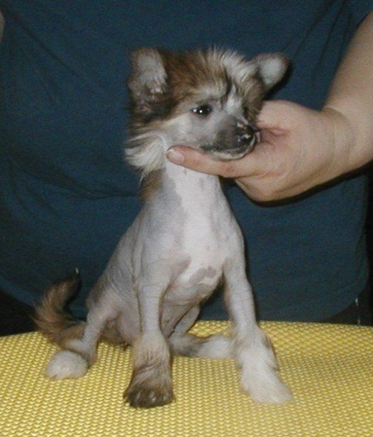 I' Top Model De Rama