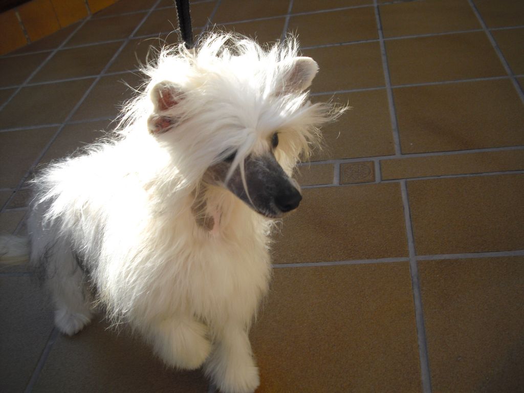 Sorpresa de Maienzia