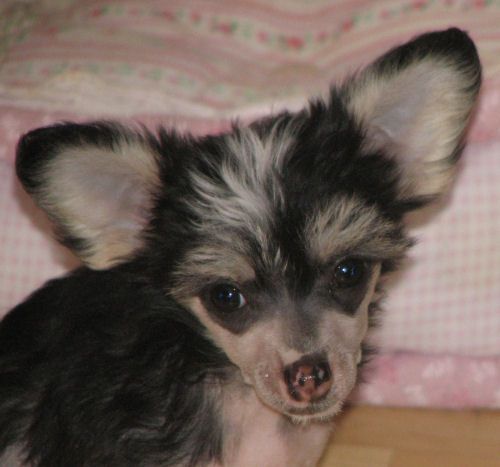 Lohamras Piece of Cake