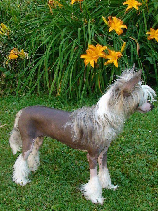 Fundoklia-völgyi Kaszanics Fiji