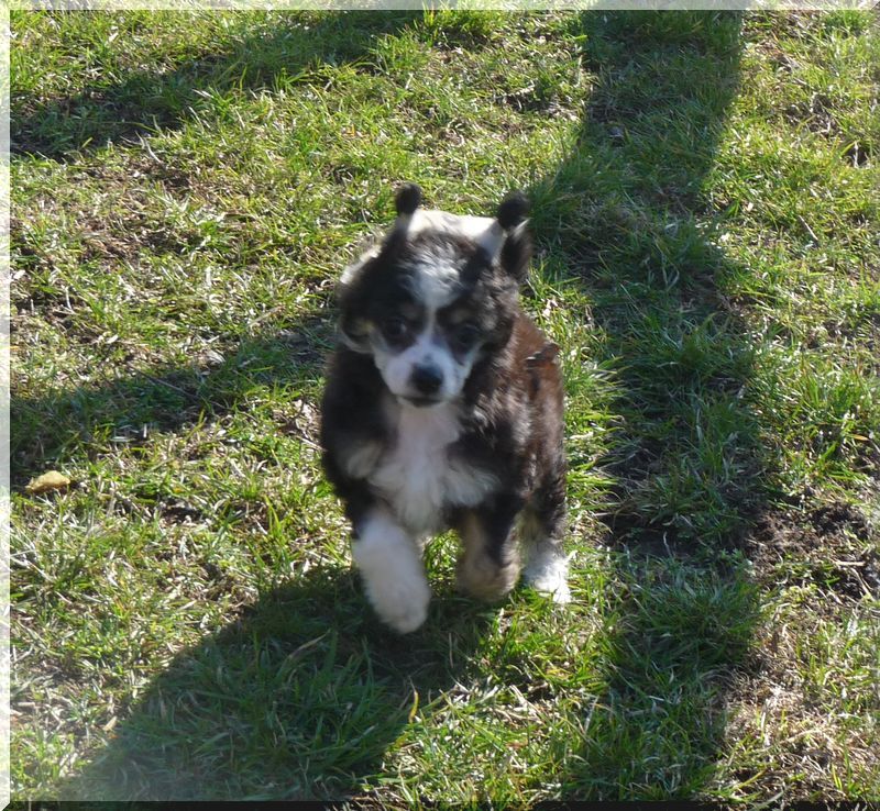 Fundoklia-völgyi Kaszanics Falkland Islands