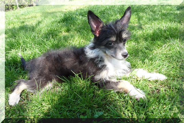 Fundoklia-völgyi Kaszanics Flandria