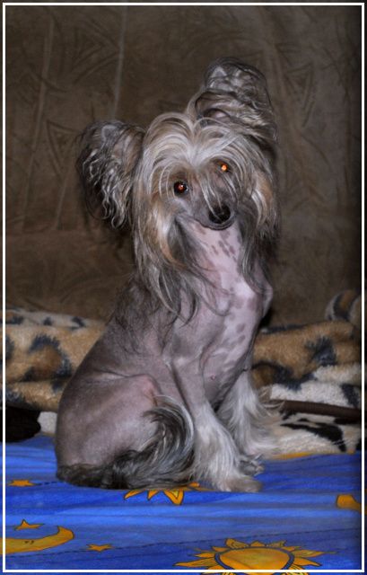 Moonlit Beautiful Azov Star