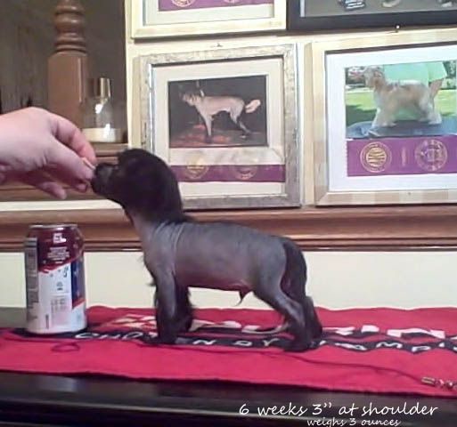 Sakkarra Littlest Vampire