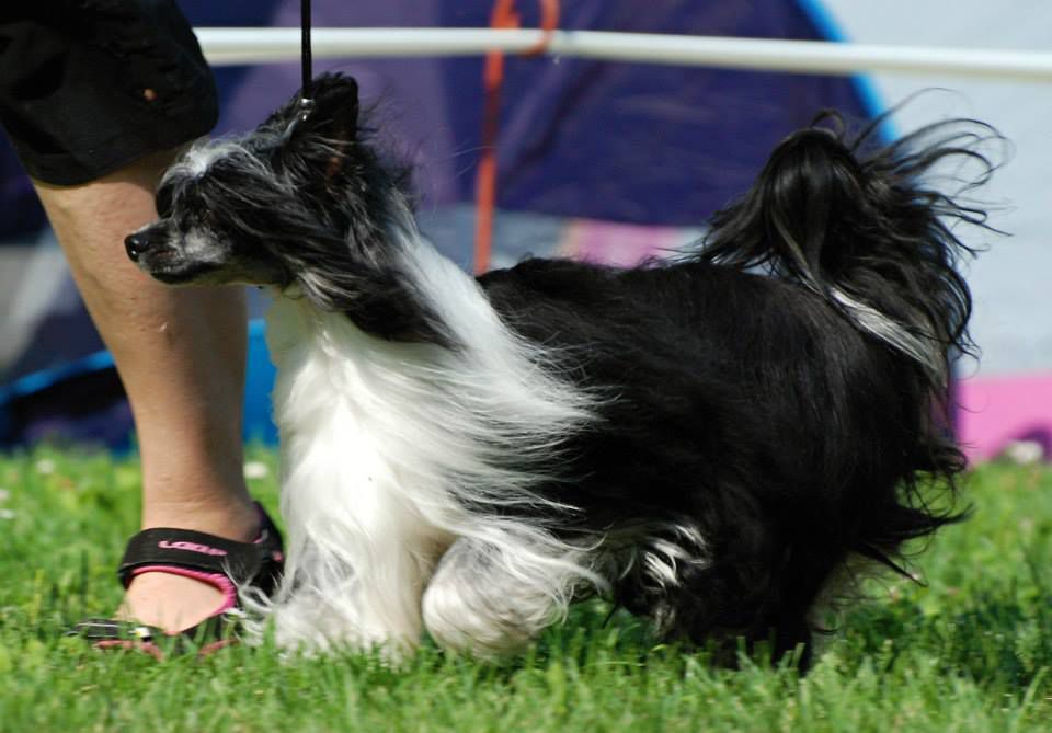 Faeton Black Mirabilis Gemma