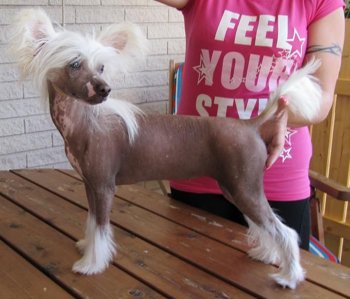 Paw-a-dee Love at First Sight