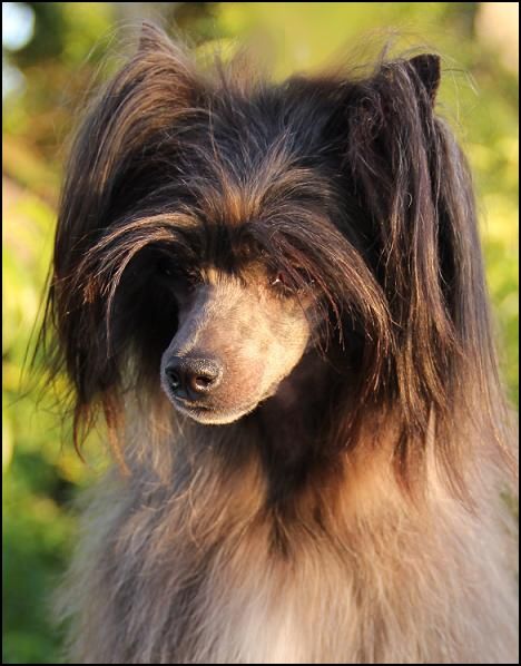 Caipirinha's Montego Bay