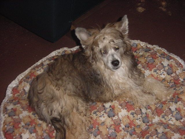 Lesmars Elegant Gentleman