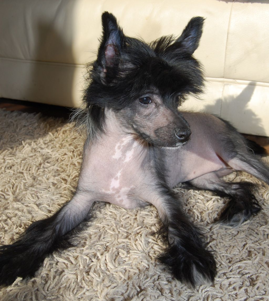 Lesmars Moonlight Sonata