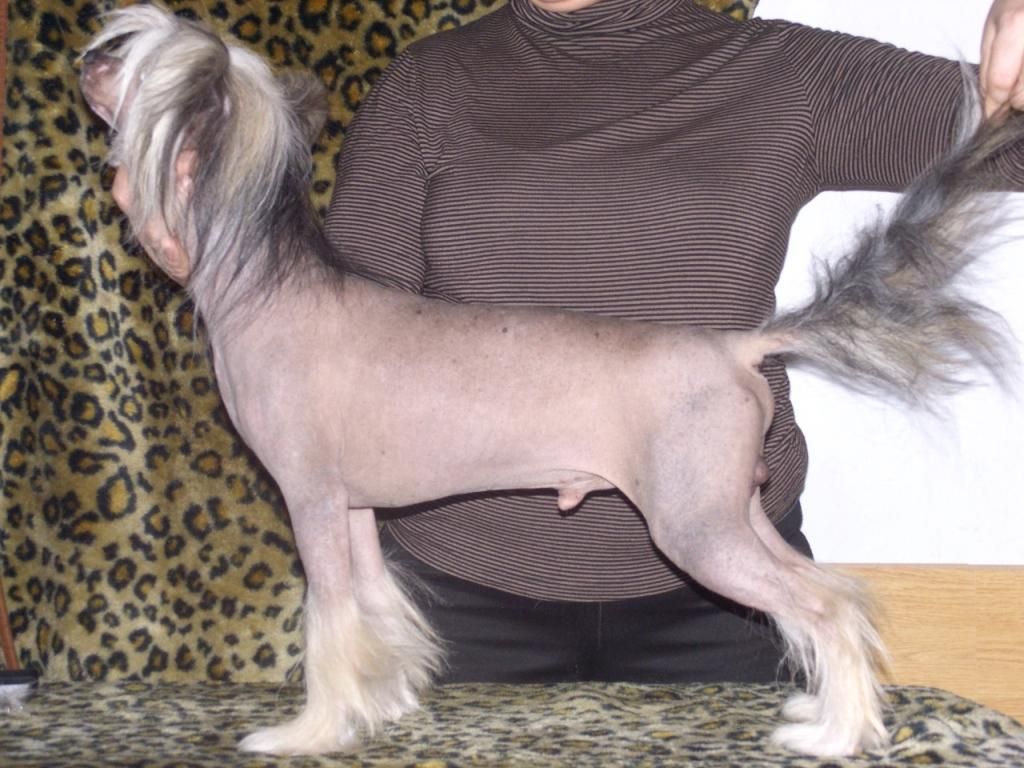 Zheneva-Debjut Chardash