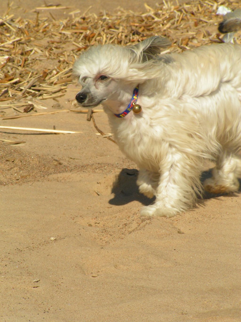 Alvine Band Vitana Evan