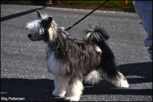 House Of Fun's Jewel From The Stars