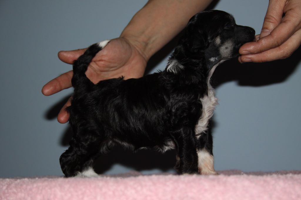 Zorrazo Screaming Lizard