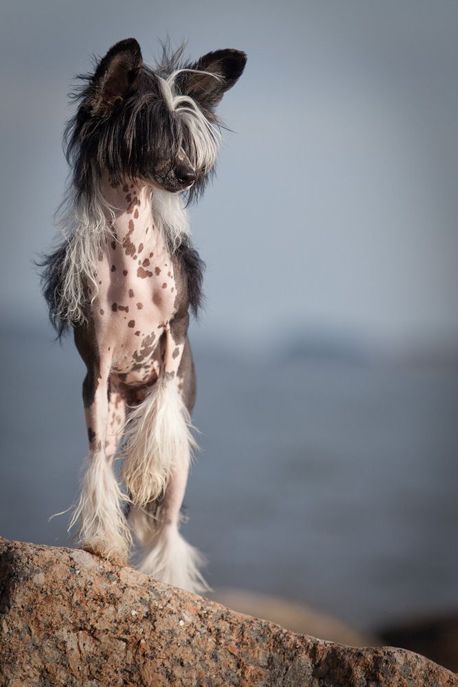 Zorrazo Screaming Diva