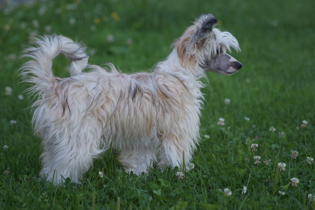 Crested Dream's Mia Bella