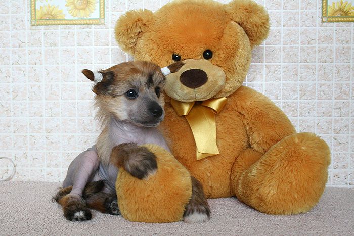 Status Imperial Vegas Luxury