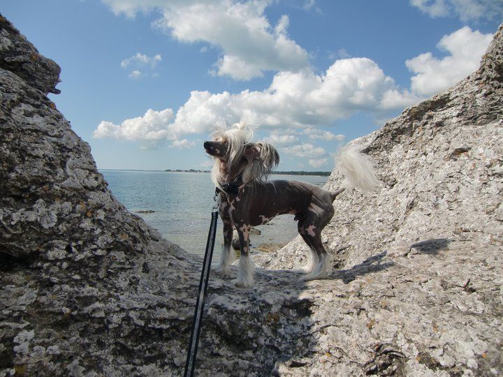 Väråsen I'm Wanted