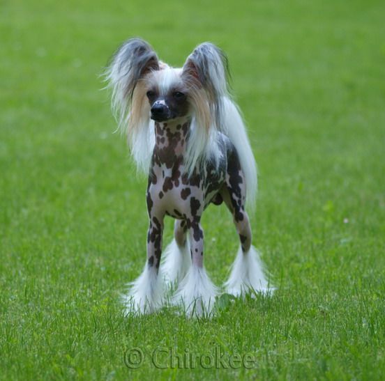 Blockbuster of Chippendale's Chirokee