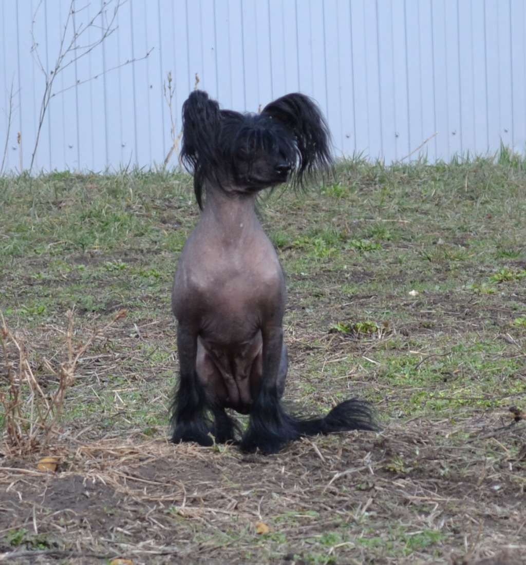 Bi-lav Plus Arista Bernice