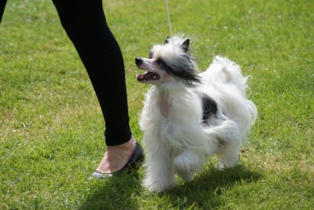 Ama-Tsu-Kami Dakotah