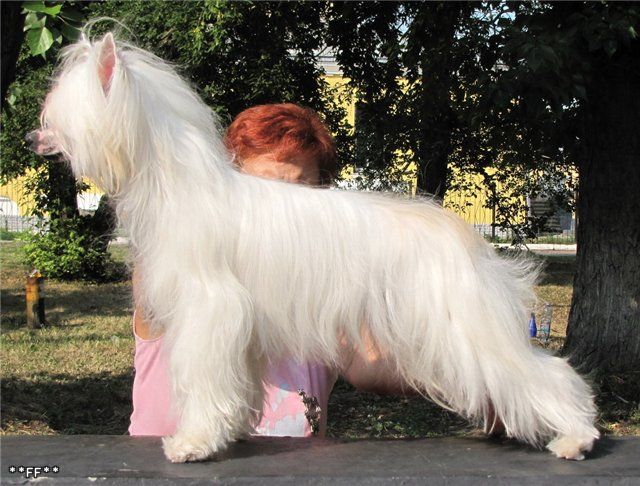 Sharol Shi Bebidol Tama