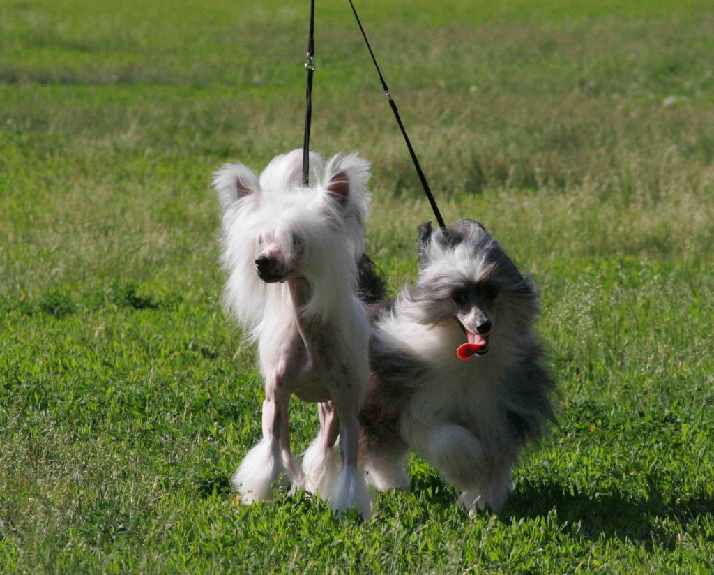 Ivan Tsarevich ot Volnogo Psa