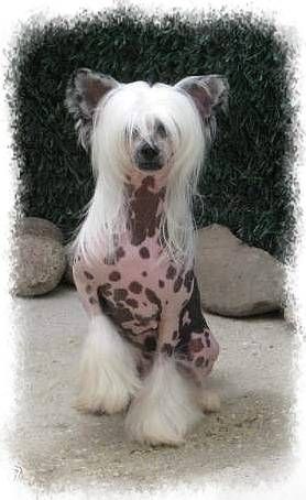 Oriental Jokes Ebenina