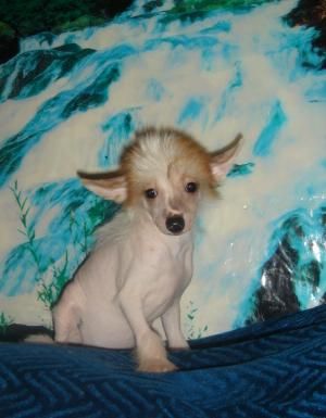 Naimuluna Line Brydjit Djons