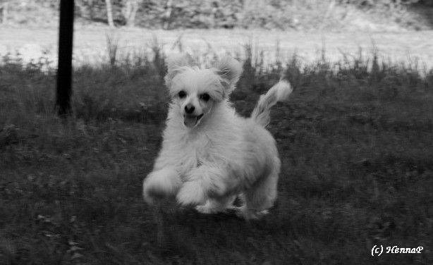 Kuutarhan Lumienkeli