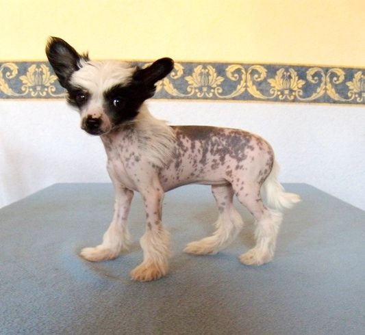 Treasure Guardians Flame of Passion