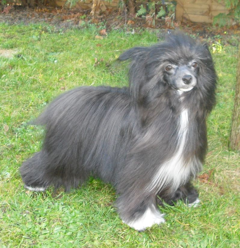 Treasure Guardians Funny Girl