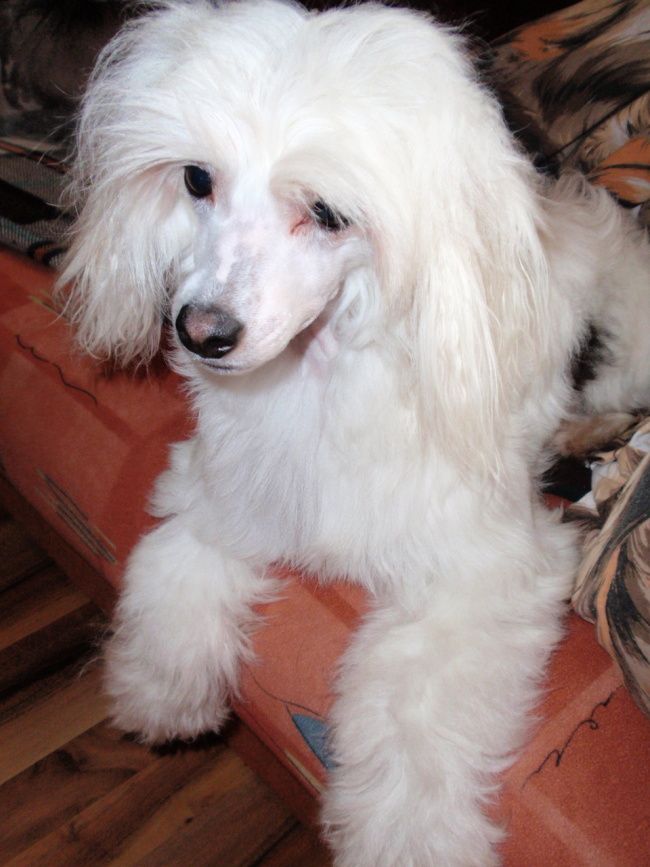 Anastacia Brillant Sun