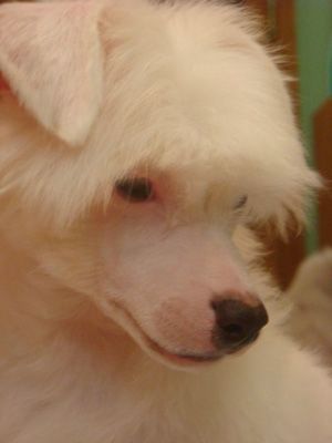 Amur White Angel Godemana