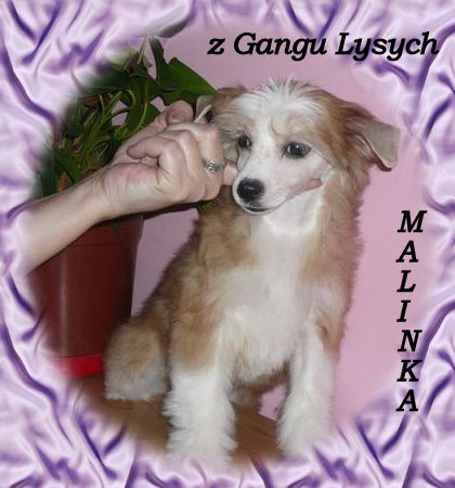 Malinka z Gangu Lysych